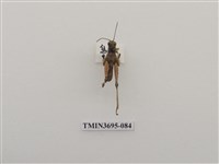 藏品(直翅目(3))的圖片